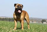 BULLMASTIFF 479